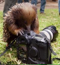 Echidna photography