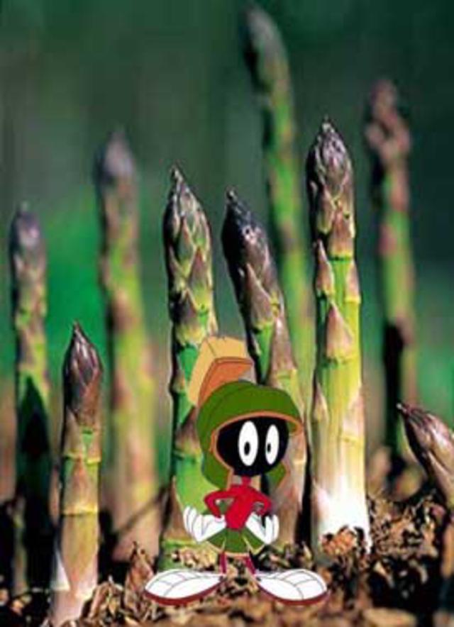 This just in: Mars needs Asparagus!