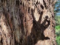 Hand on bark