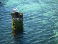 Bird on a pole