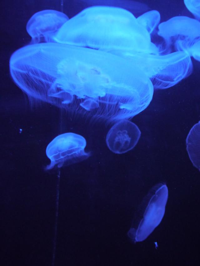 Jellyfish - 1