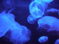 Jellyfish - 2