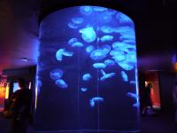 Jellyfish - 5