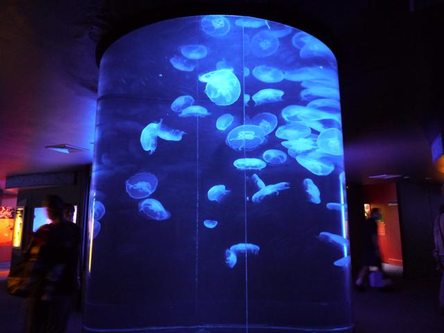 Jellyfish - 5