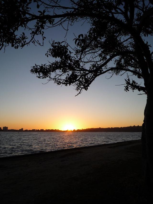 Sunset under a tree