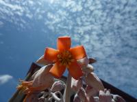 Cactus thing with flower