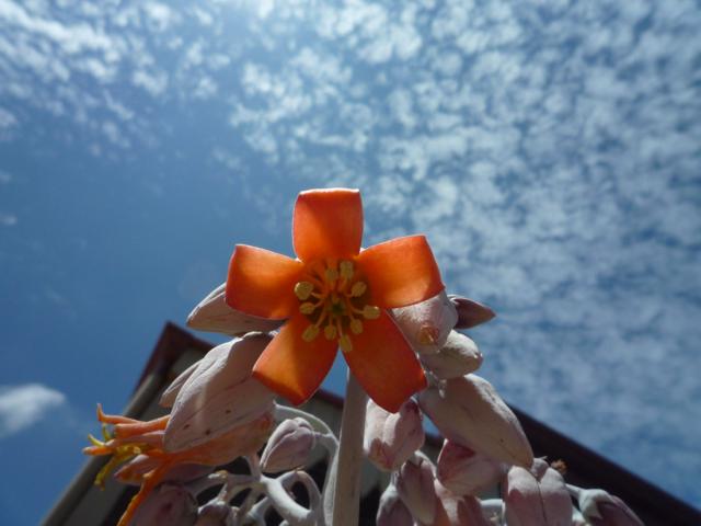 Cactus thing with flower