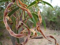 Curly leafed tree