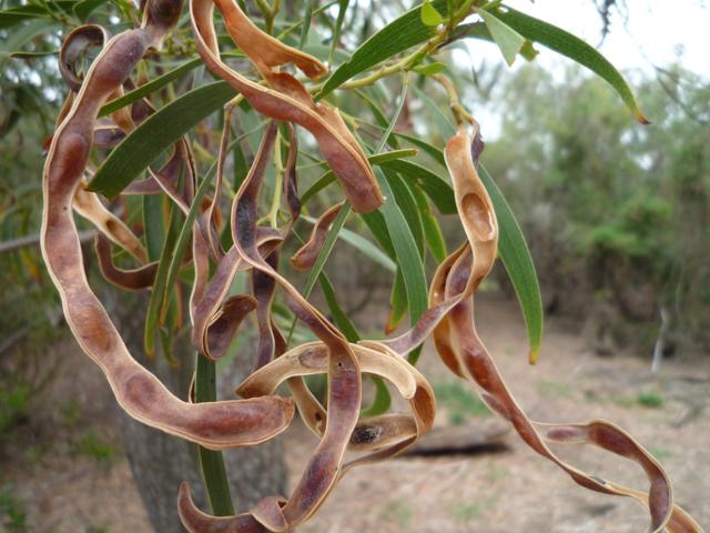 Curly leafed tree