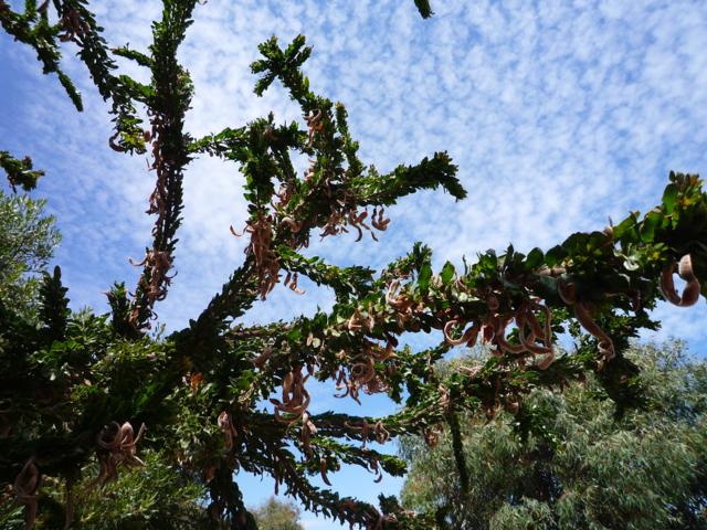 Curly tree with clouds