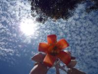 Flower clouds and tree