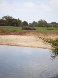 Hippos on the beach 3