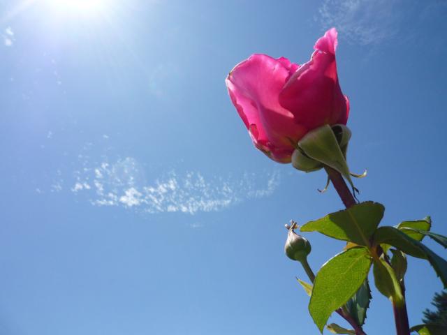 Pink rose wants more sun please