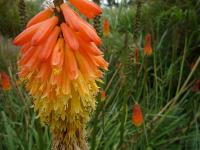 Red and yellow bell-like flower