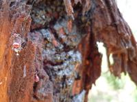 Spider, bark, light