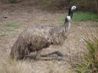 The emu prays