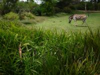 Zebra doing a dance