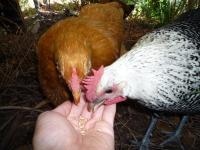 Chickens eating