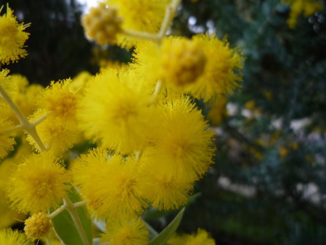 Fluffy yellow flower