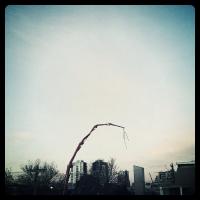 Morning crane.