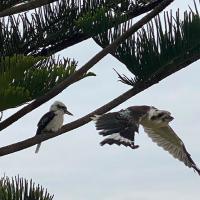 Kookaburra swoops from the old Norfolk Island Pine tree 