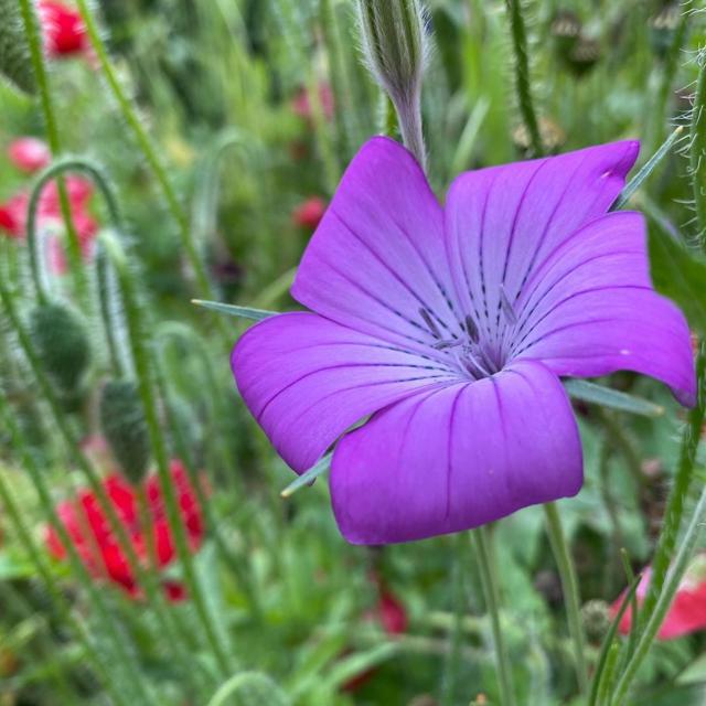 Lovely garden open 