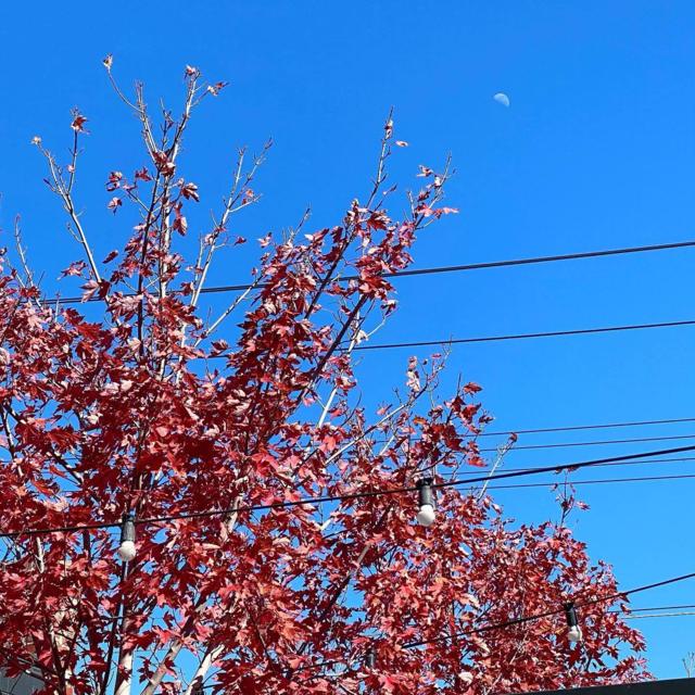 Tree and wires 