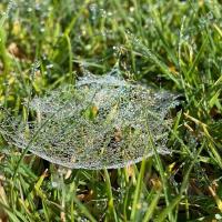 Delicate web of dew 