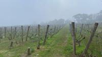 Foggy vines 