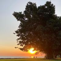 Sunset from under a tree 