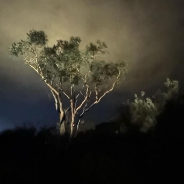 Night tree 