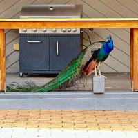 The Hilton has a peacock. 