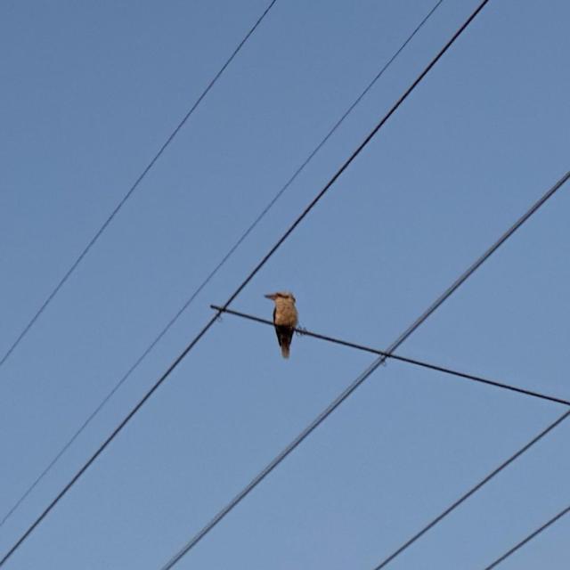 Kookaburra sits on the old power line 