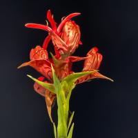 Tall flower. Night sky.